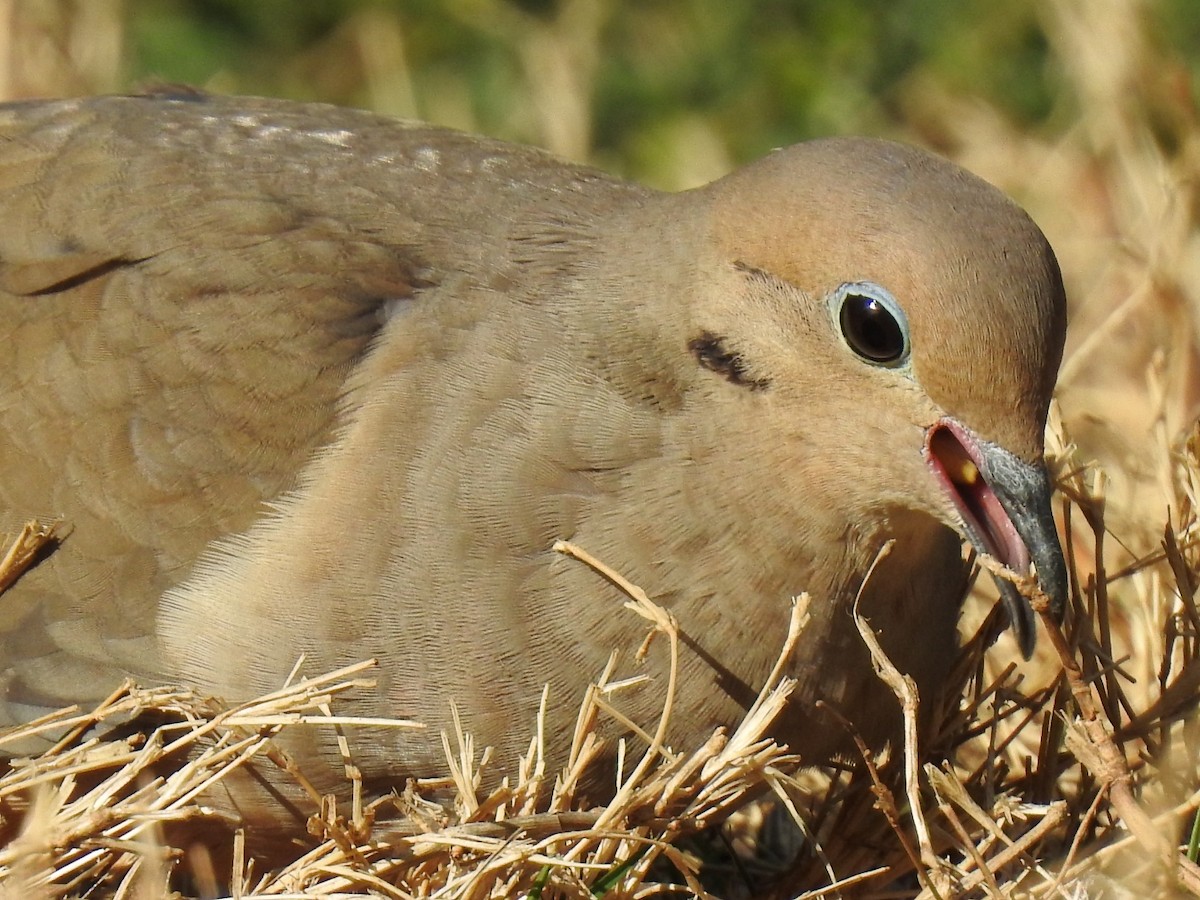 Mourning Dove - ML652361807