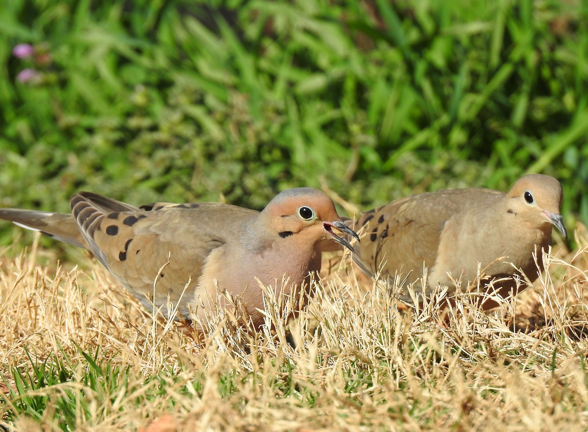 Mourning Dove - ML652361808