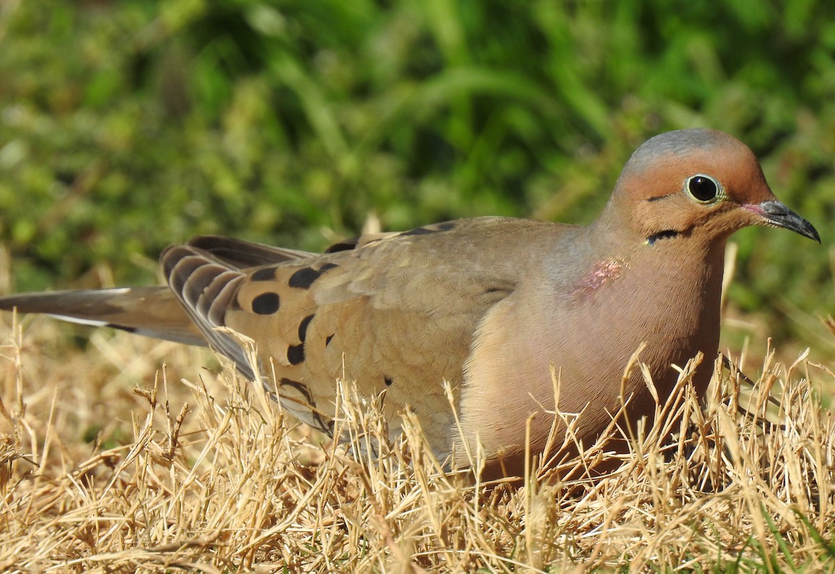 Mourning Dove - ML652361809