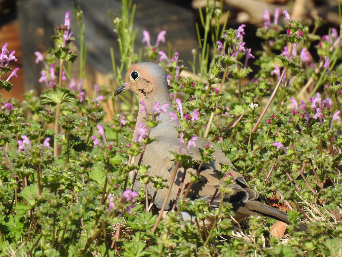 Mourning Dove - ML652361810