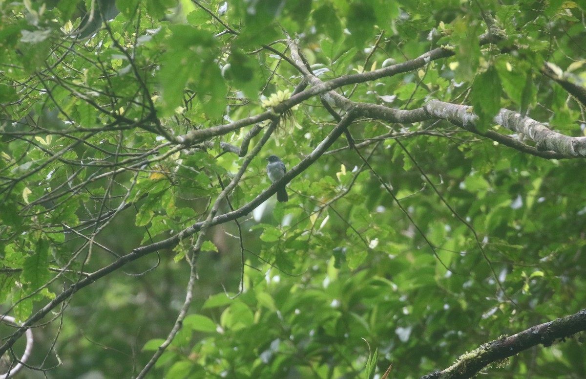 Дронговый веерохвост - ML652361909