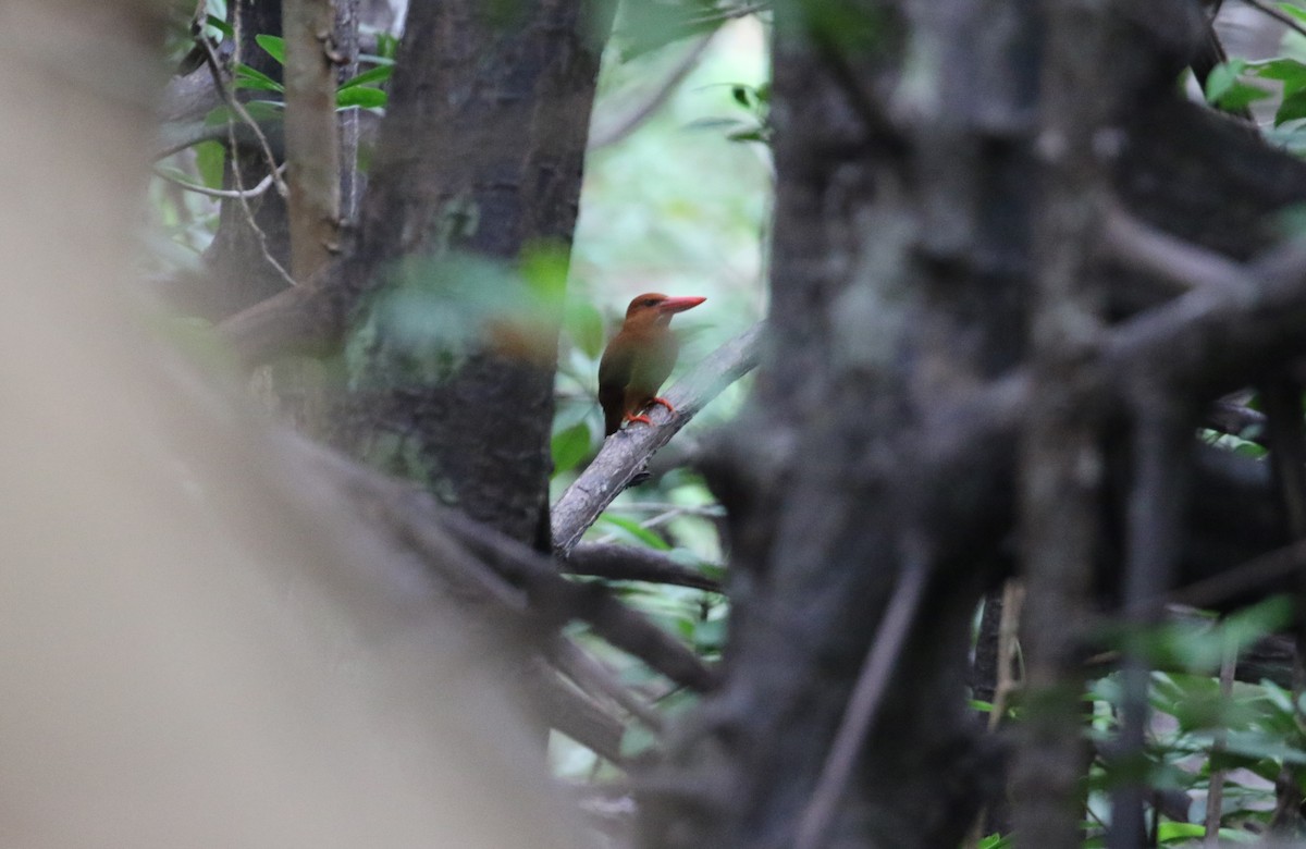 Рыжий зимородок - ML652361973