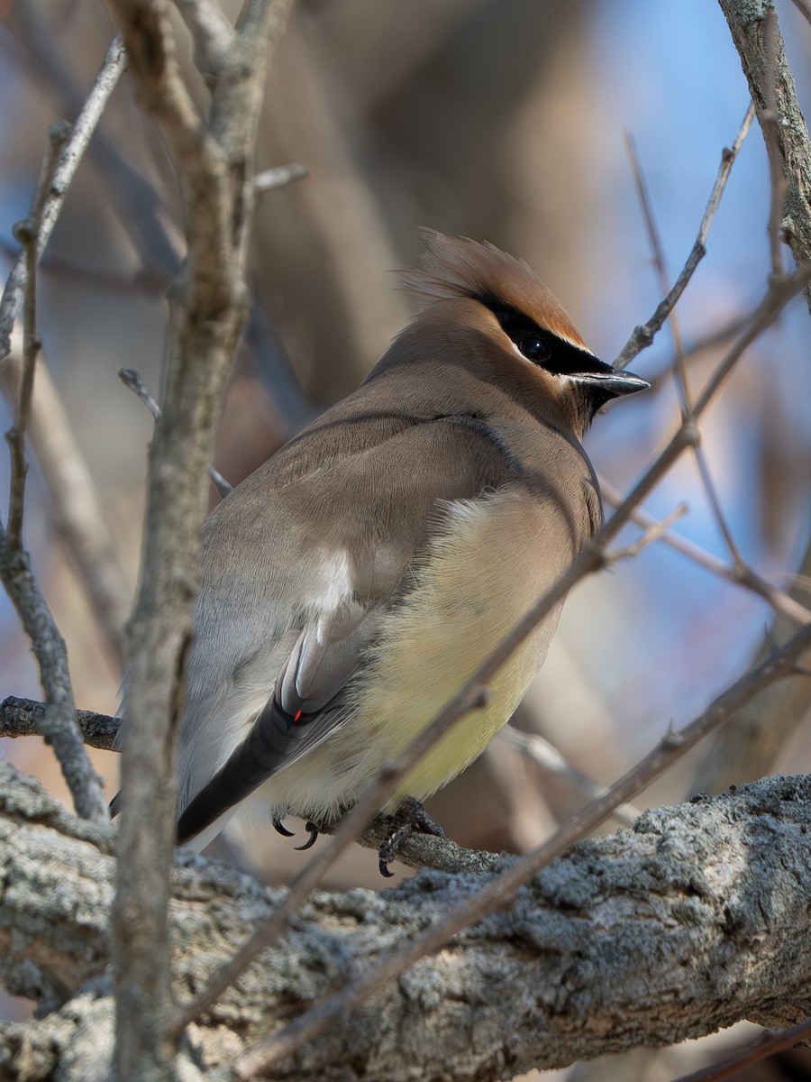 ヒメレンジャク - ML652361989