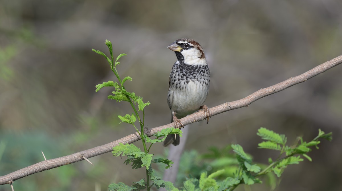 Weidensperling - ML652362057