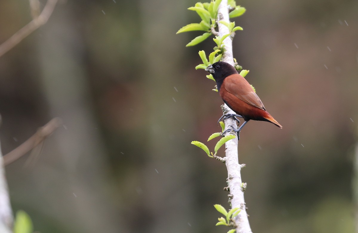 Черноголовая муния [группа atricapilla] - ML652362228