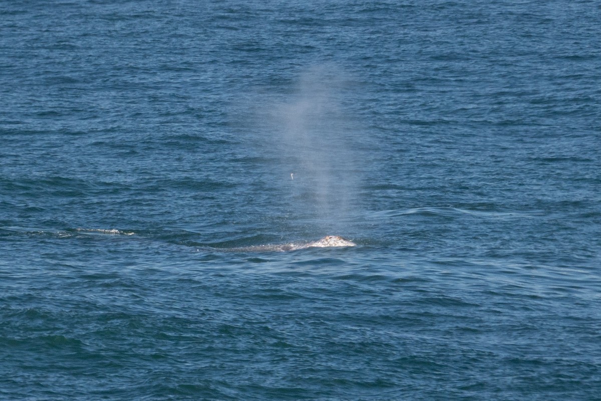 Animals - ML652362232