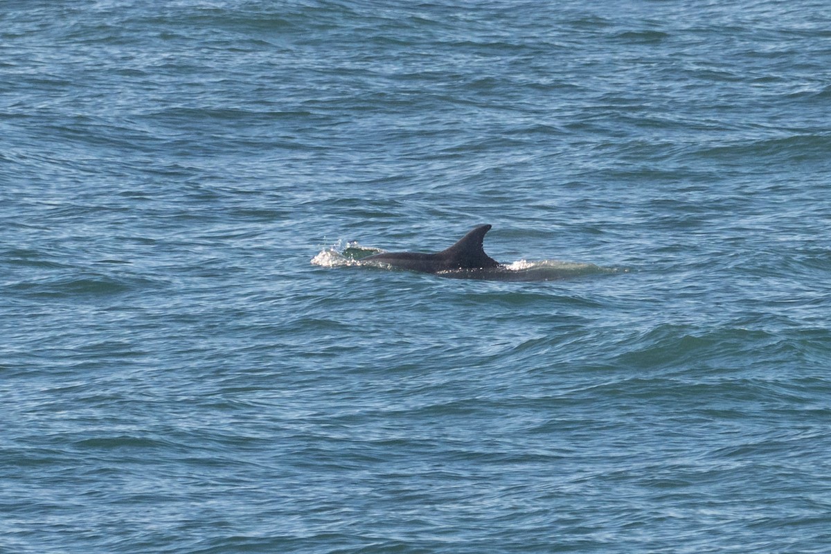 Animals - ML652362233