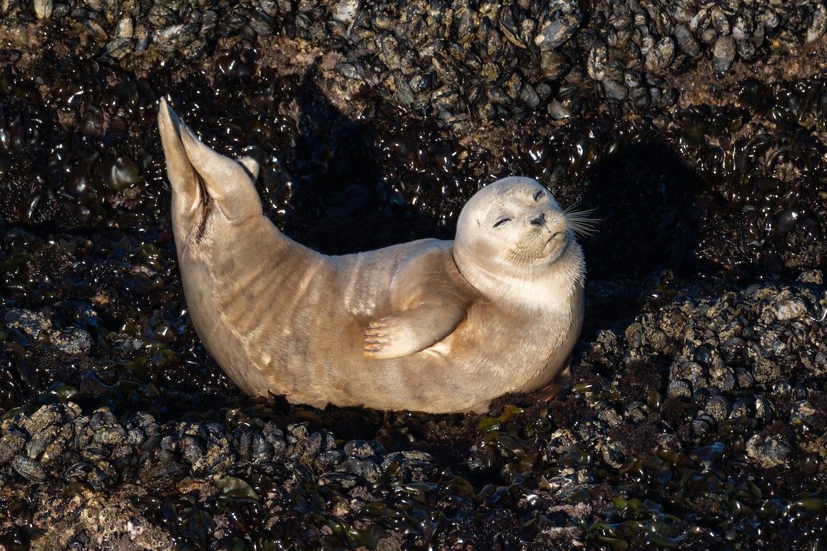 Animals - ML652362235