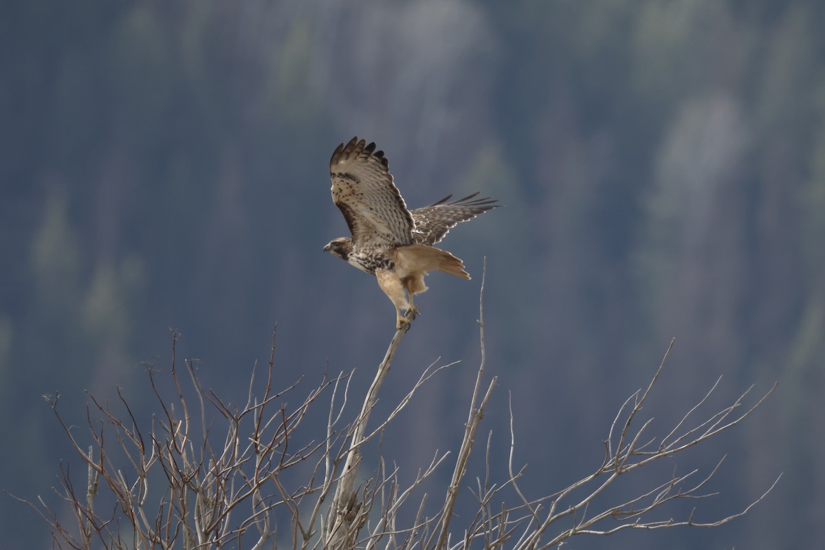 Red-tailed Hawk - ML652362236