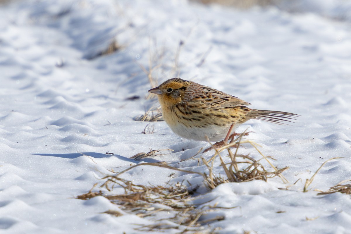 LeConte's Sparrow - ML652362237