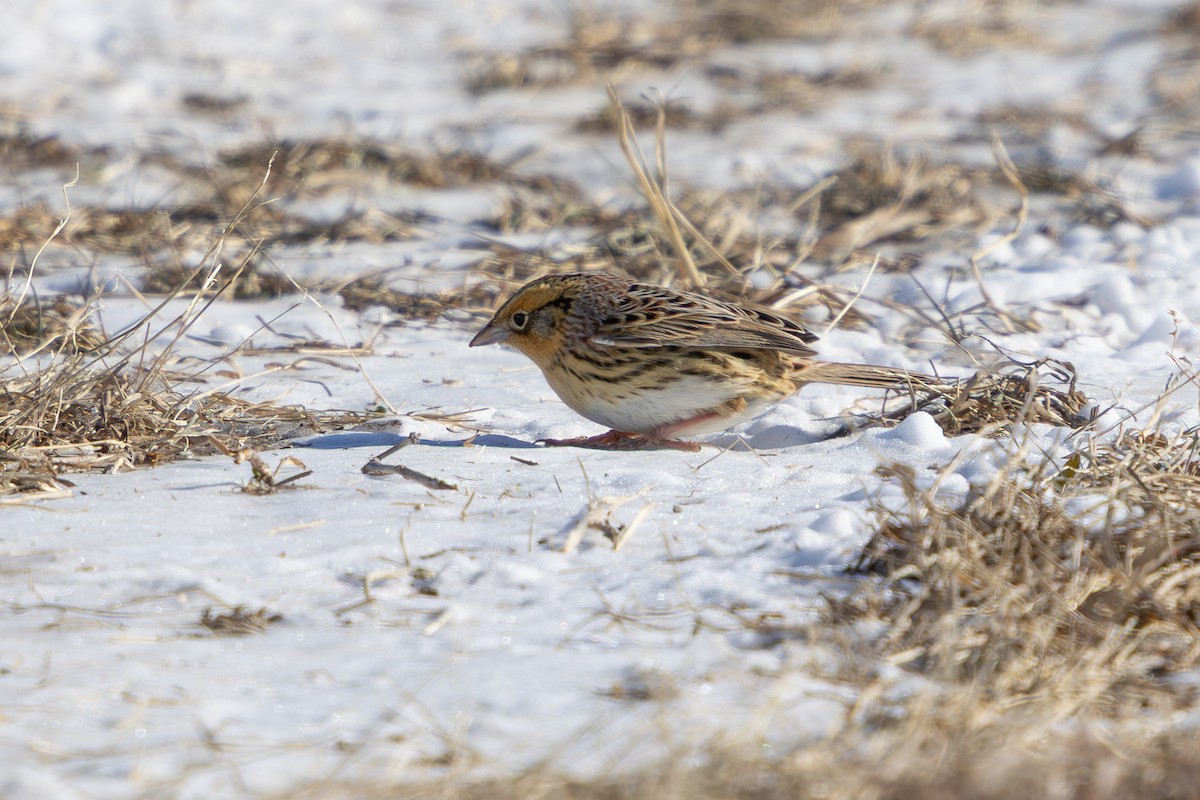 LeConte's Sparrow - ML652362238