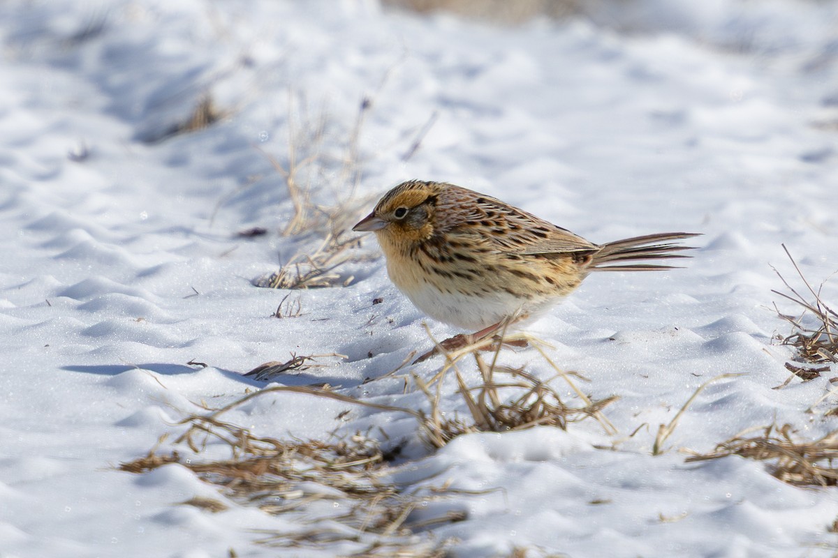 LeConte's Sparrow - ML652362239