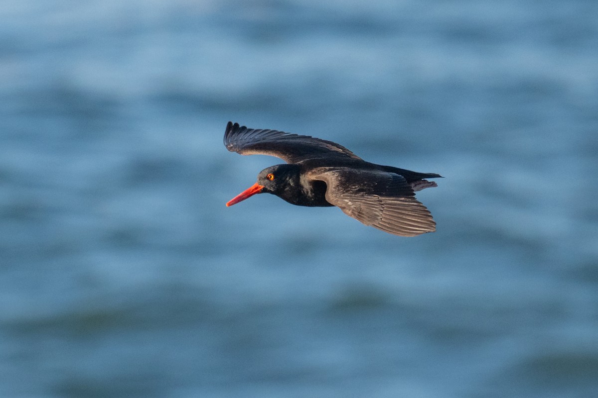 Black Oystercatcher - ML652362240