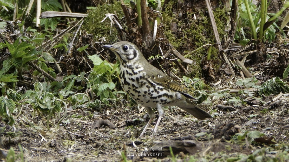 큰점지빠귀 - ML652362241