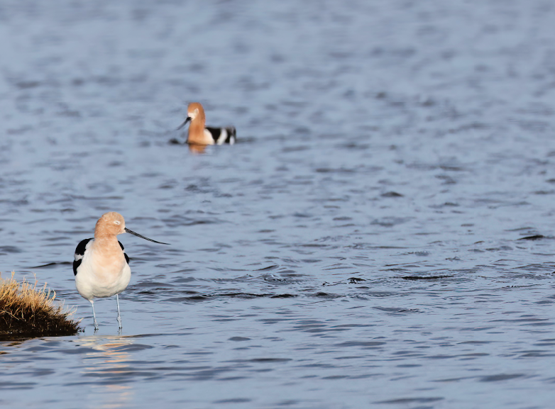 American Avocet - ML652362242