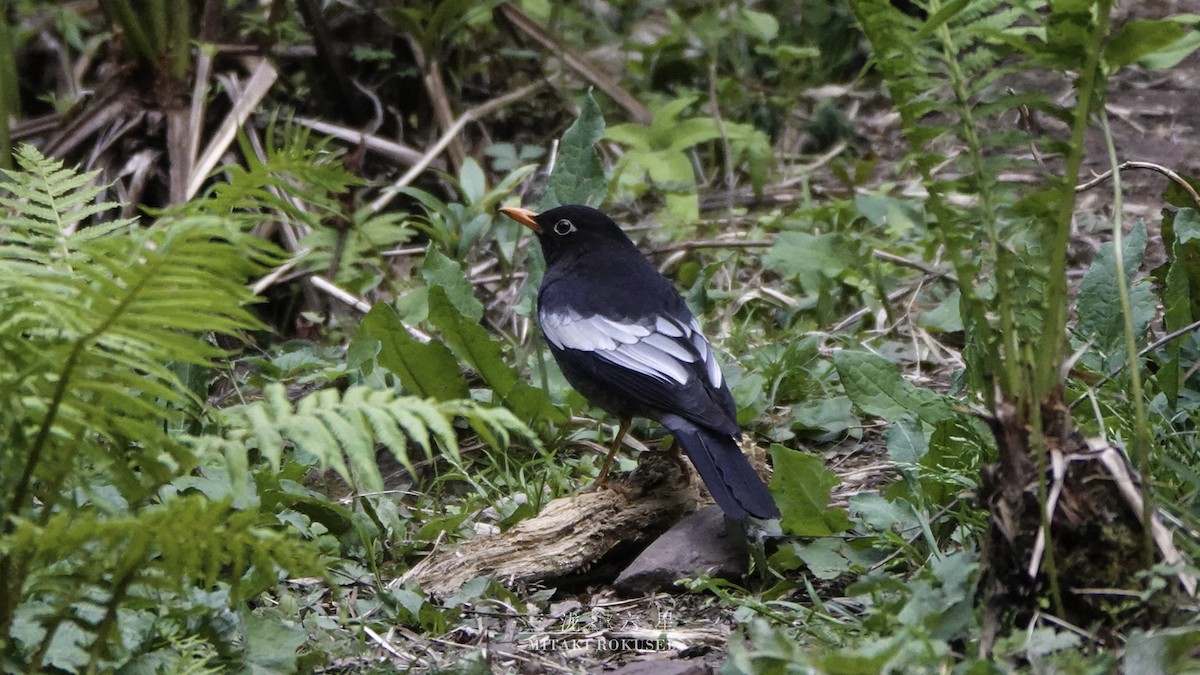 Gray-winged Blackbird - ML652362246