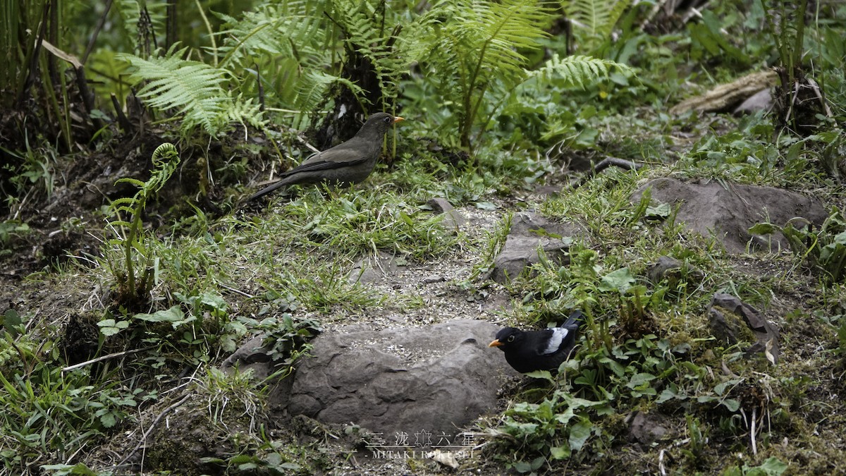 Gray-winged Blackbird - ML652362247