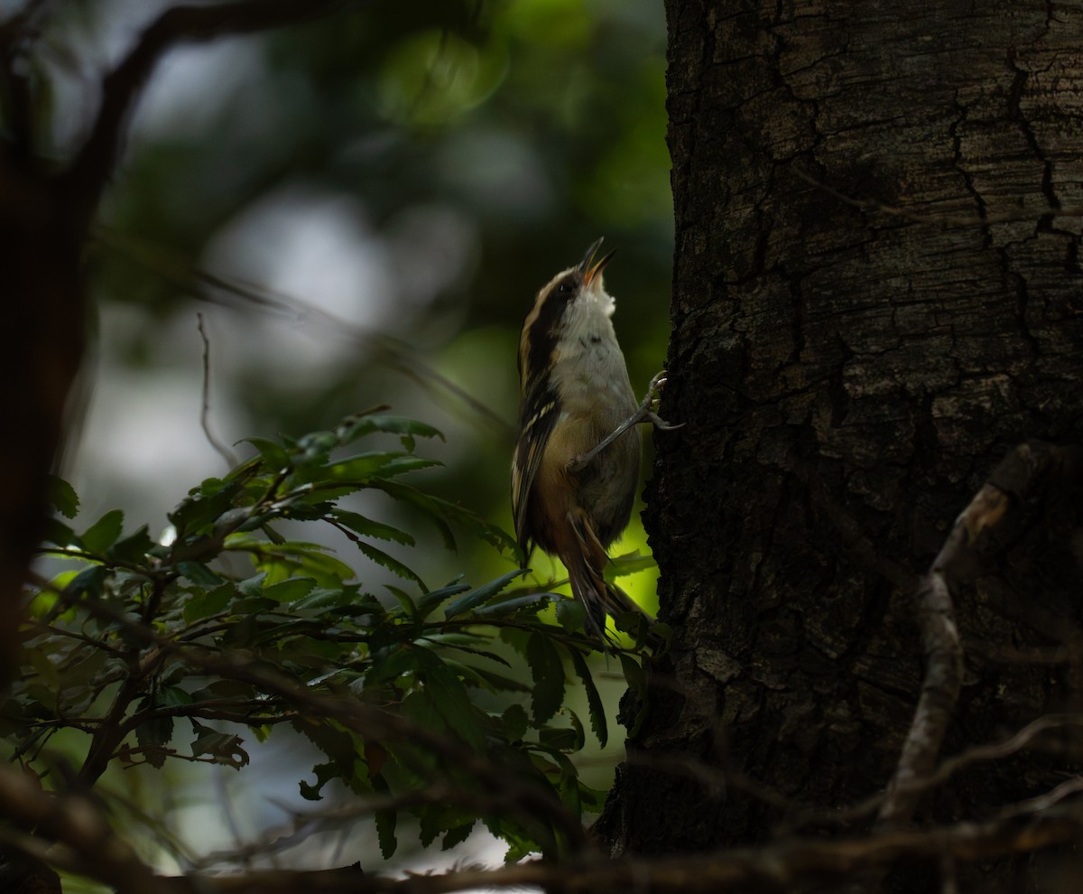 Thorn-tailed Rayadito - ML652362248