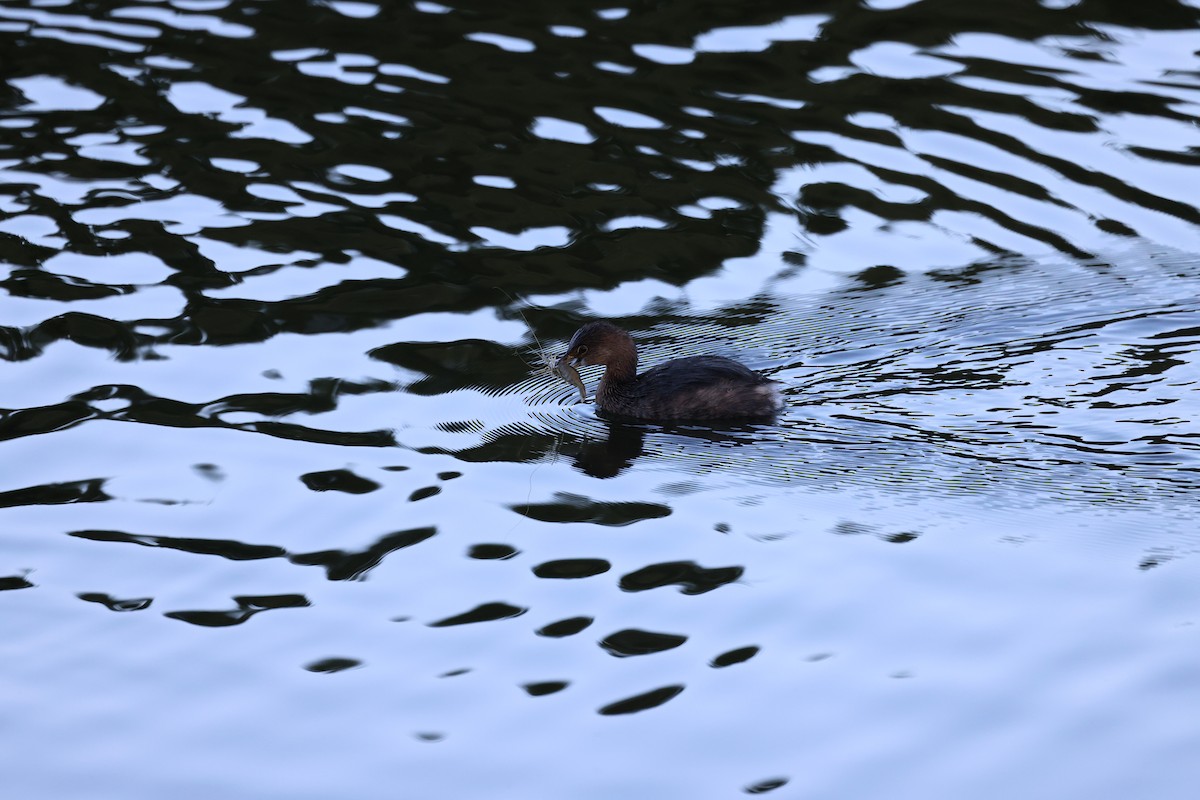 Pied-billed Grebe - ML652362250