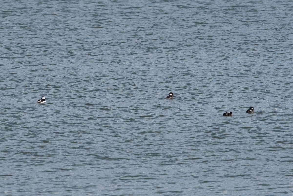 꼬마오리 - ML652362252