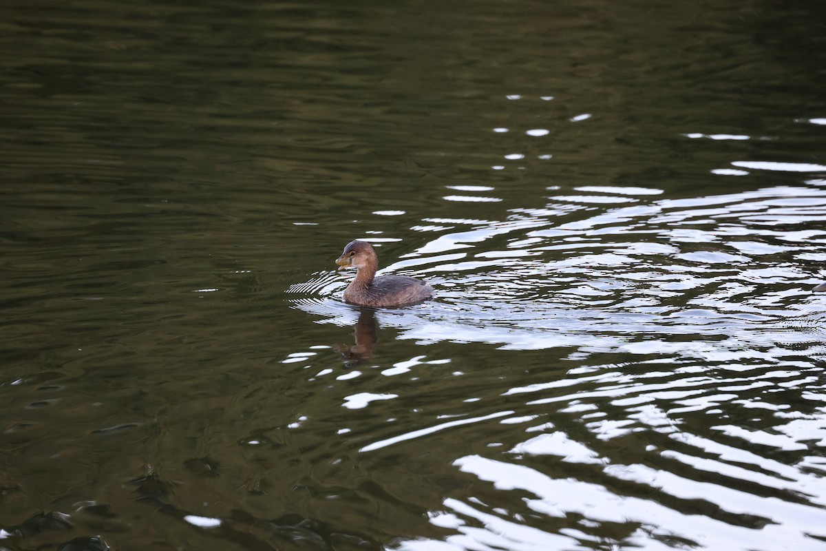 Pied-billed Grebe - ML652362254