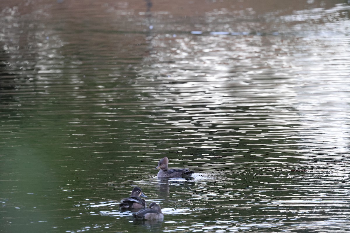 Hooded Merganser - ML652362266