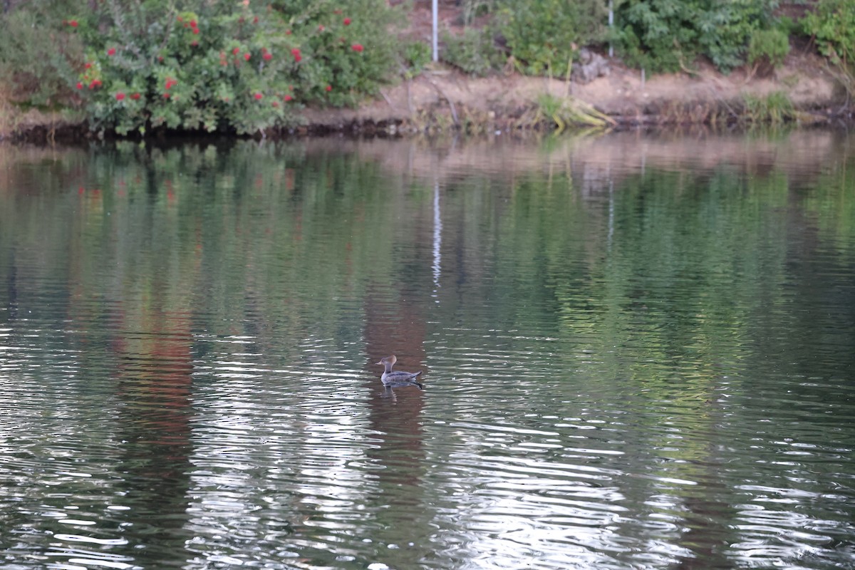 Hooded Merganser - ML652362269