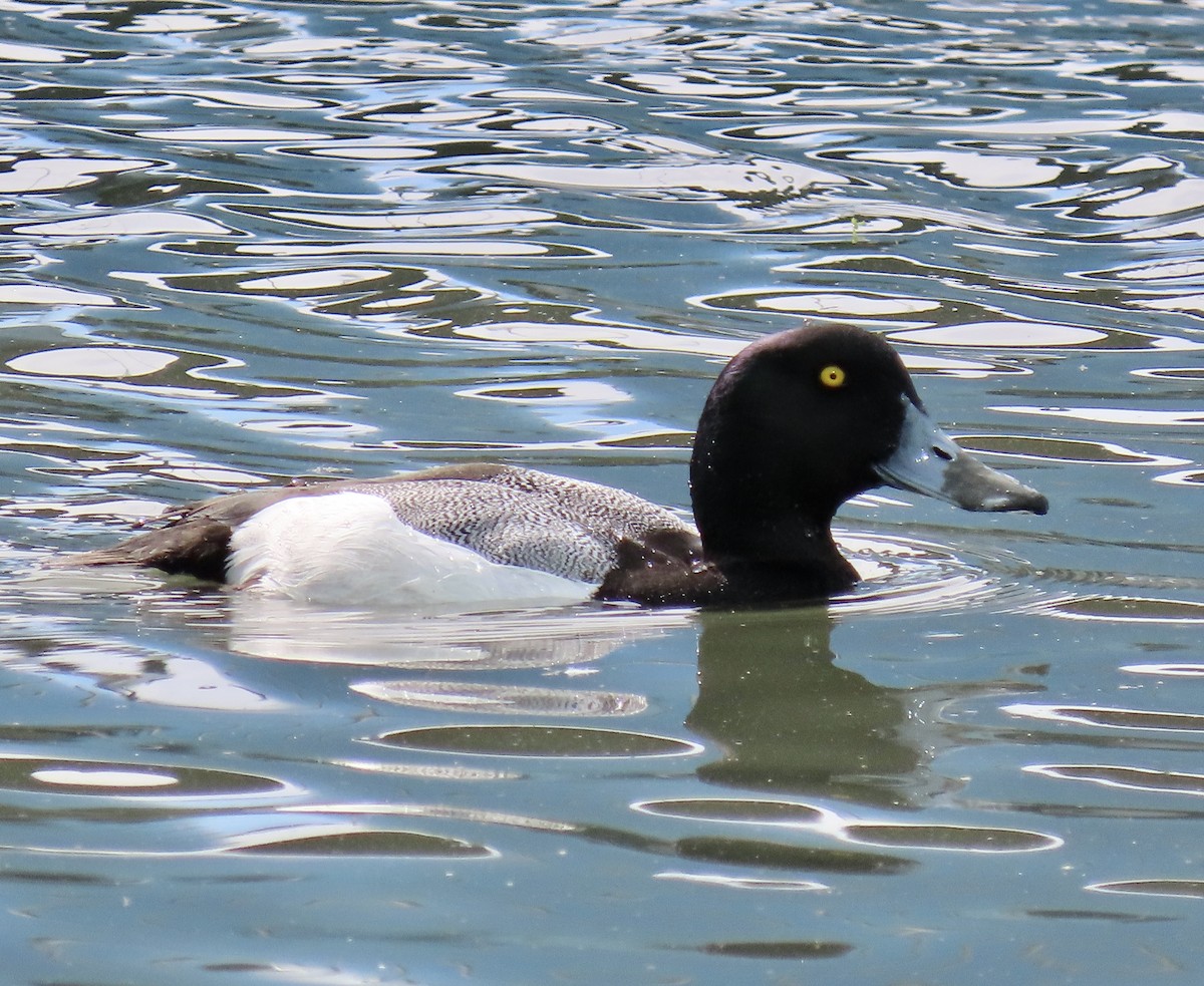 검은머리흰죽지 - ML652362271