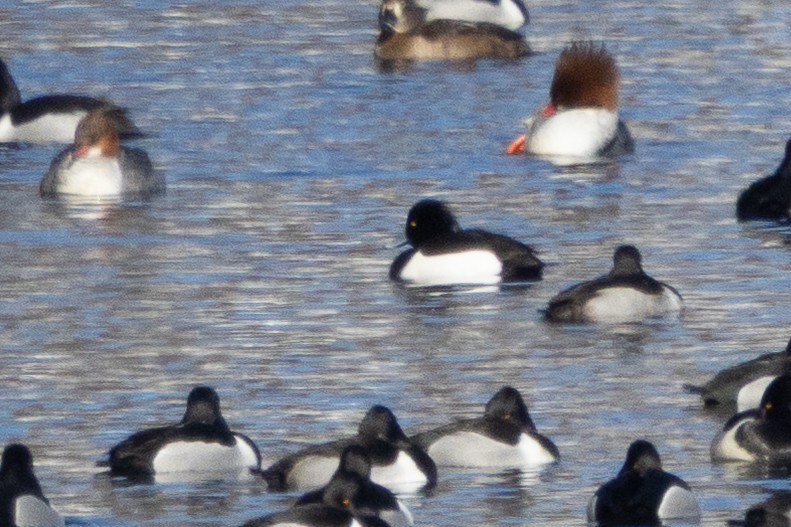 댕기흰죽지 - ML652362272