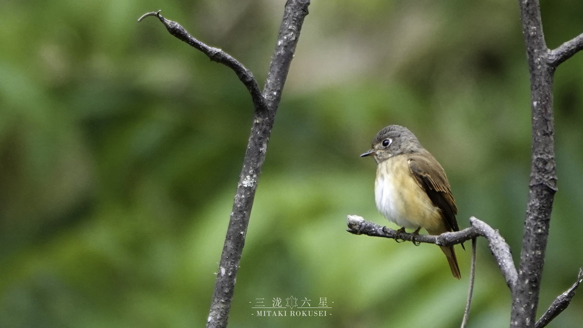 꼬까딱새 - ML652362275