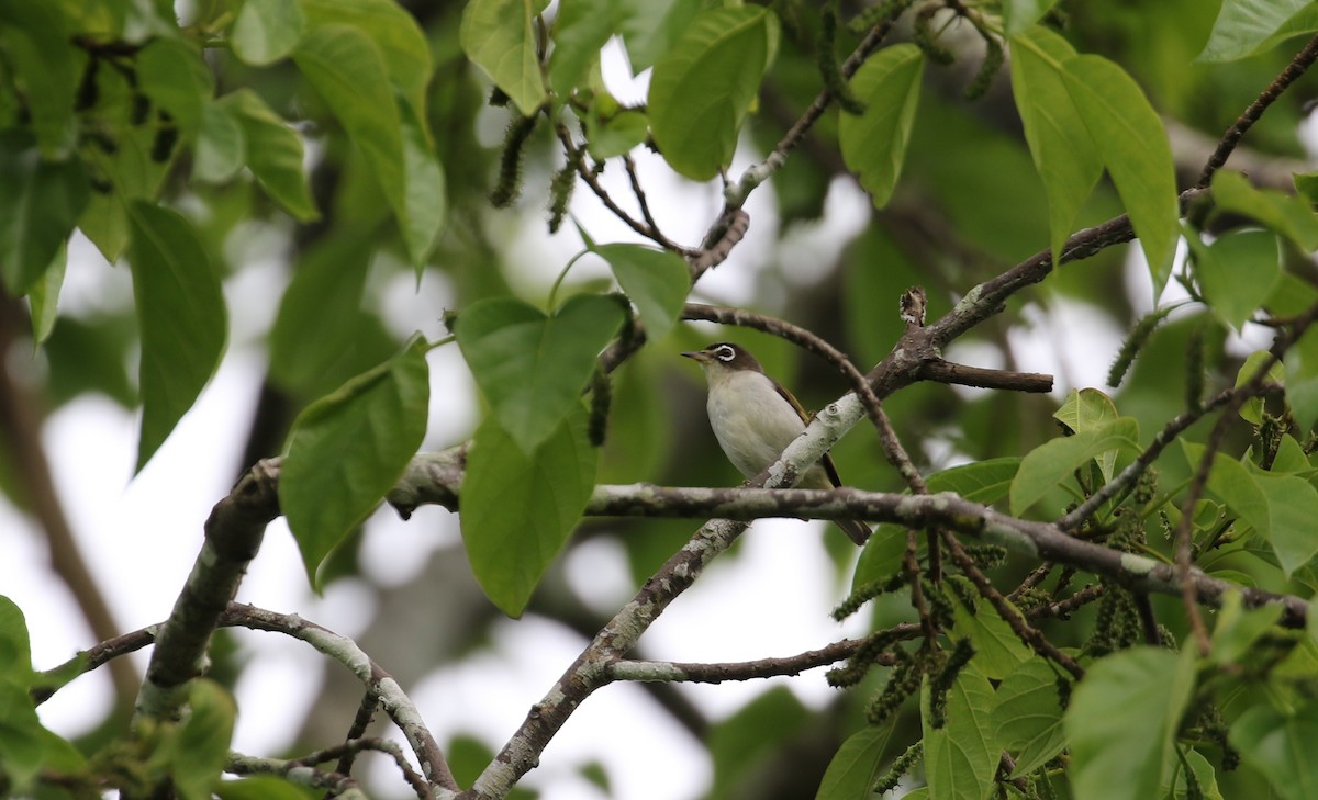 Morotai White-eye - ML652362284