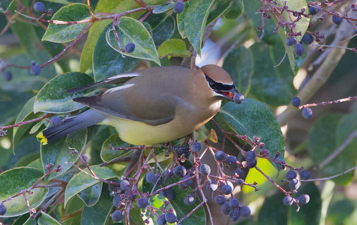 ヒメレンジャク - ML652362400