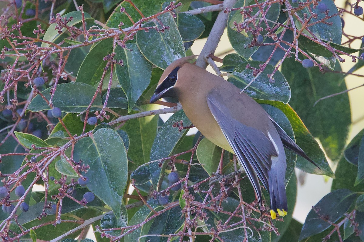 ヒメレンジャク - ML652362408