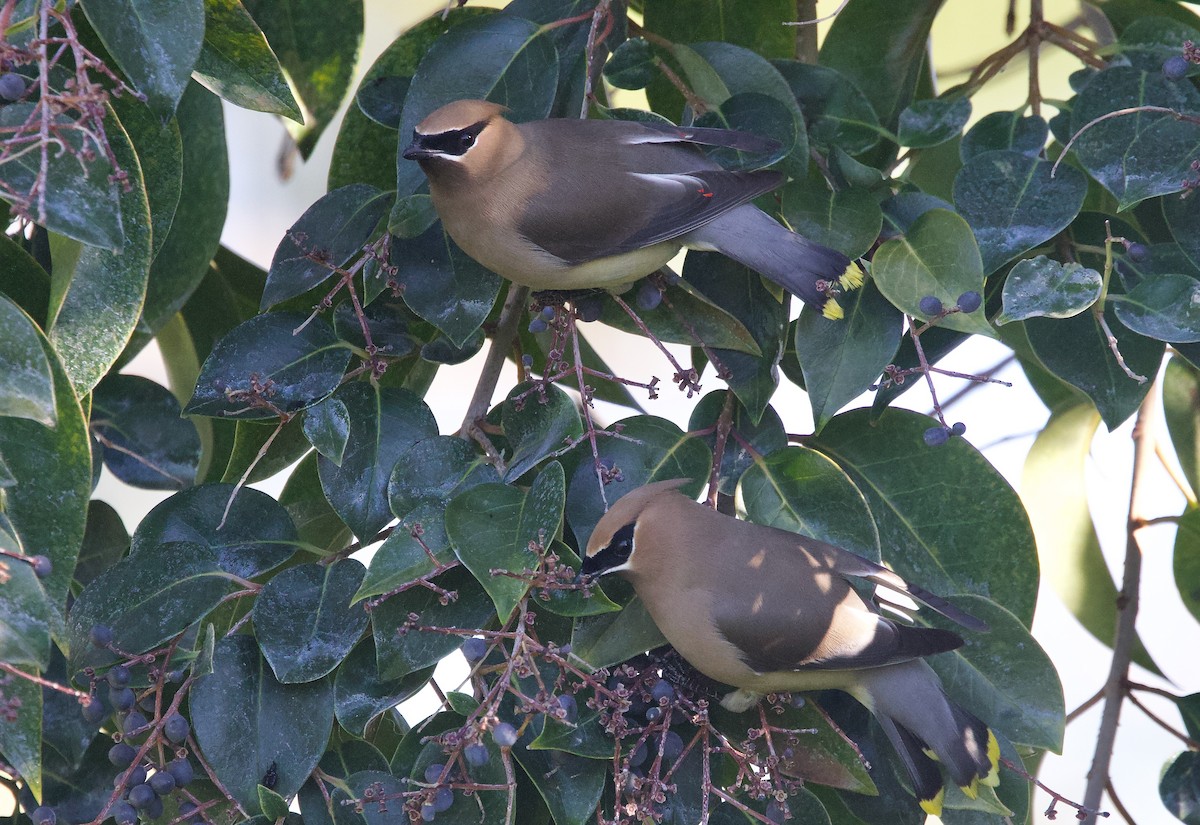 ヒメレンジャク - ML652362411