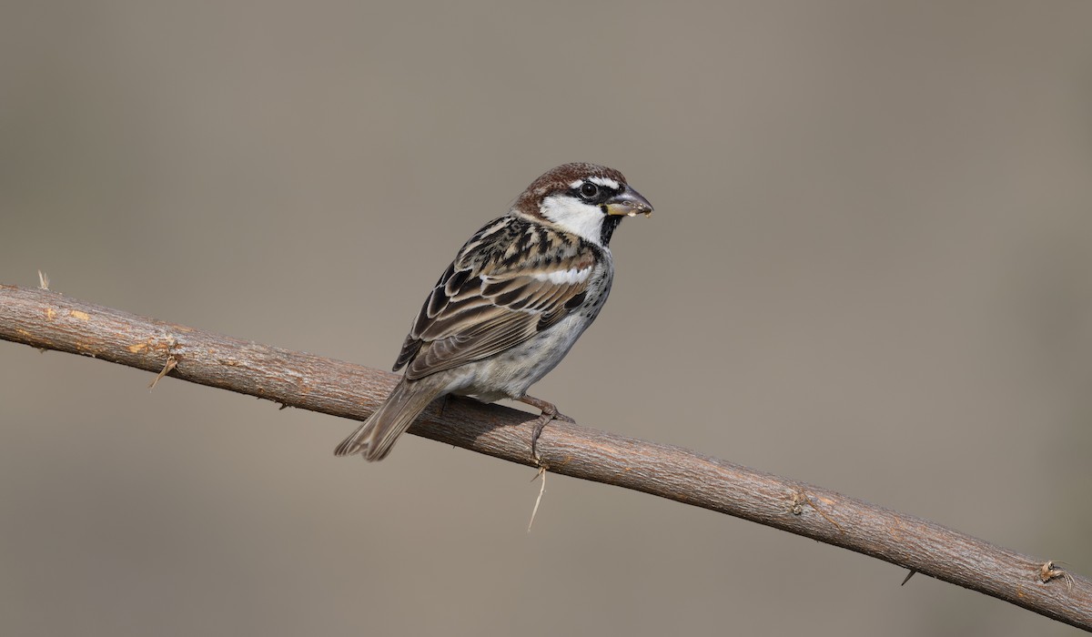 Weidensperling - ML652362686