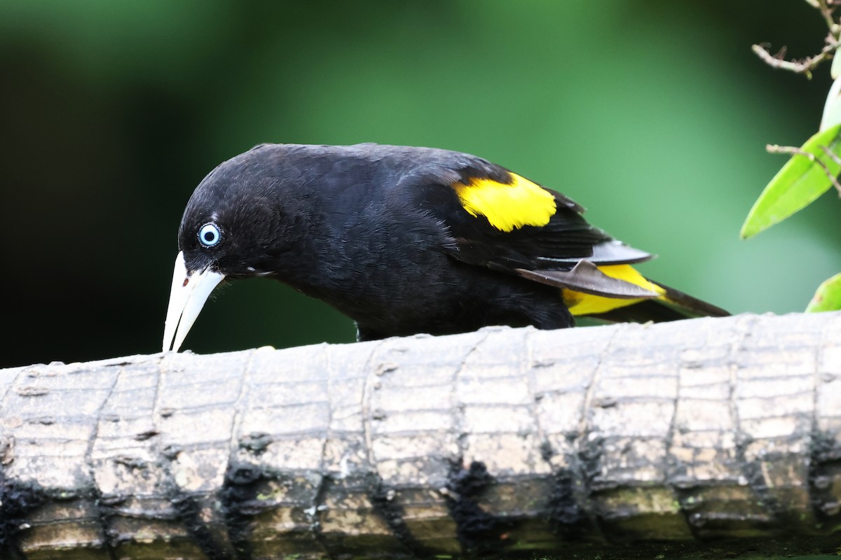 Yellow-rumped Cacique - ML652362872