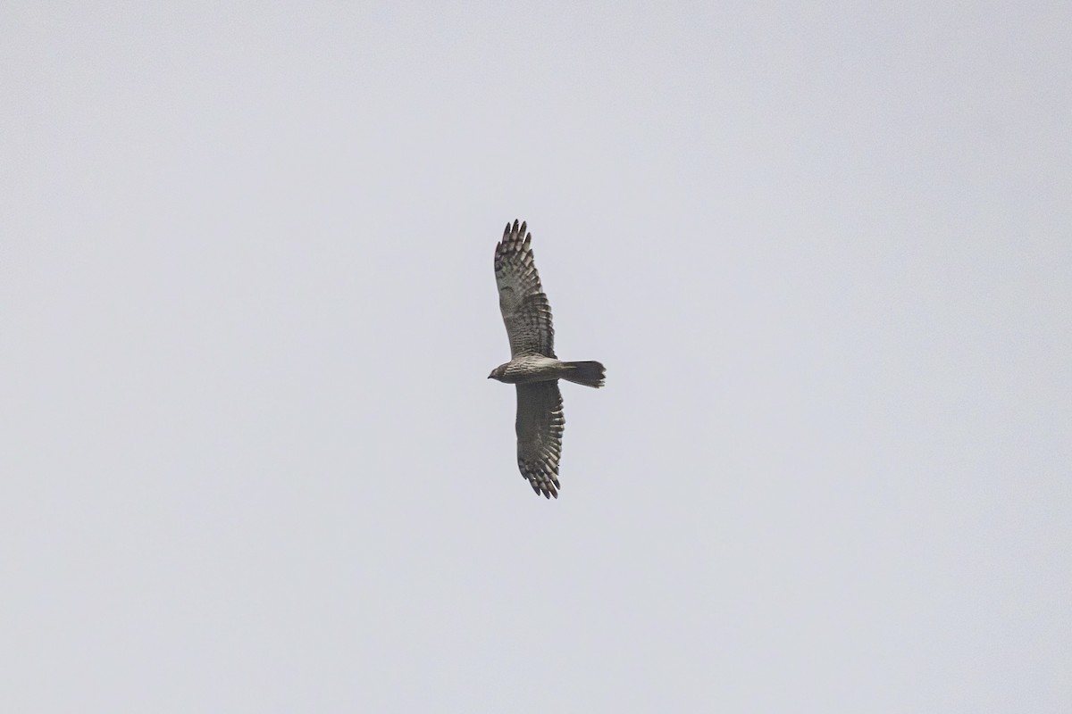 Pied Harrier - ML652362878