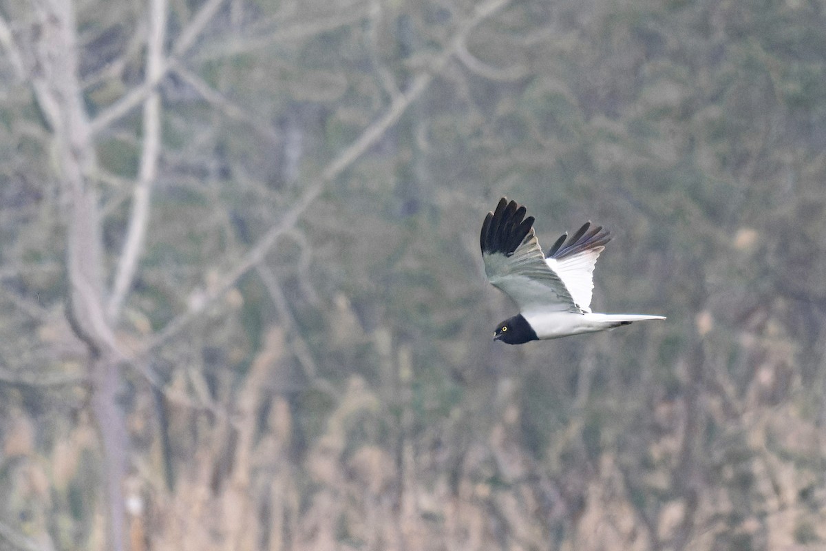 Pied Harrier - ML652362879