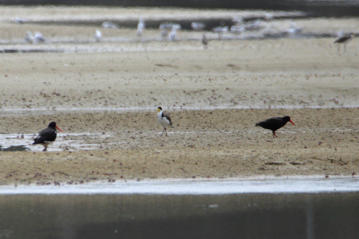 Sooty Oystercatcher - ML652362882