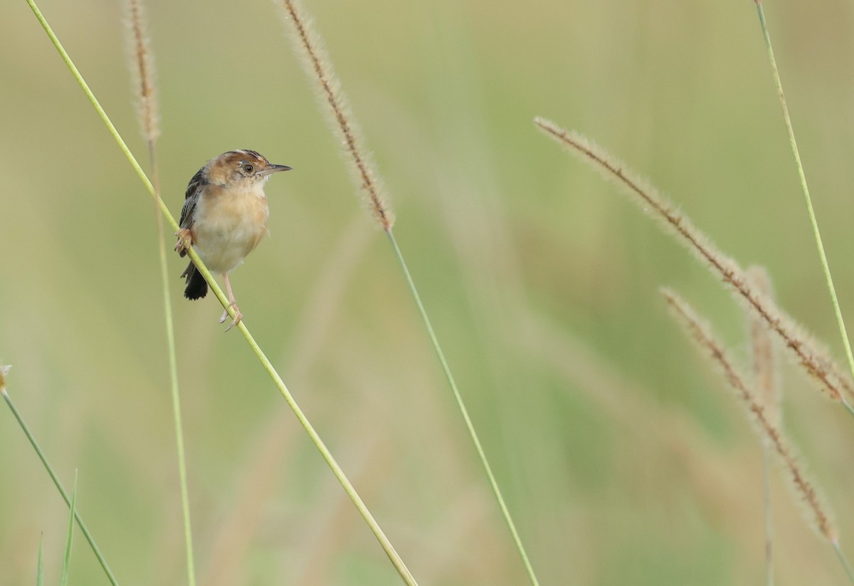 Golden-headed Cisticola - ML652362884