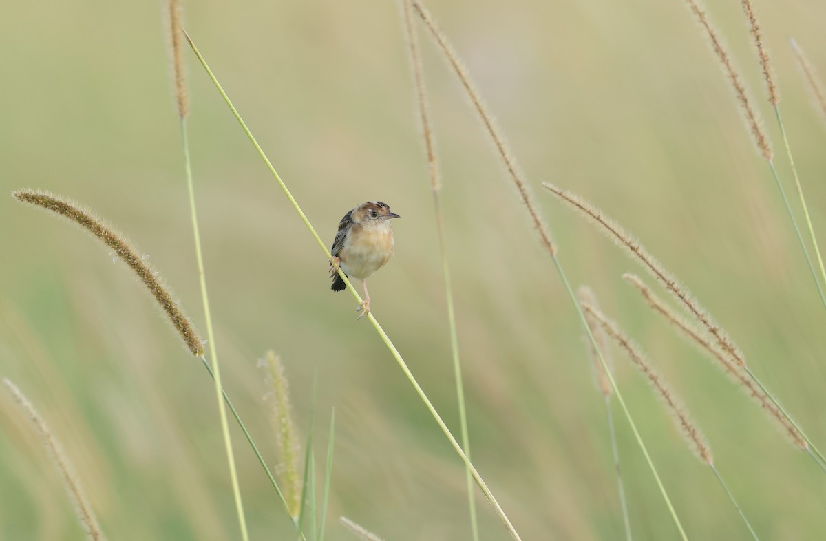 Golden-headed Cisticola - ML652362885