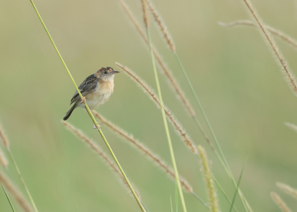Golden-headed Cisticola - ML652362886