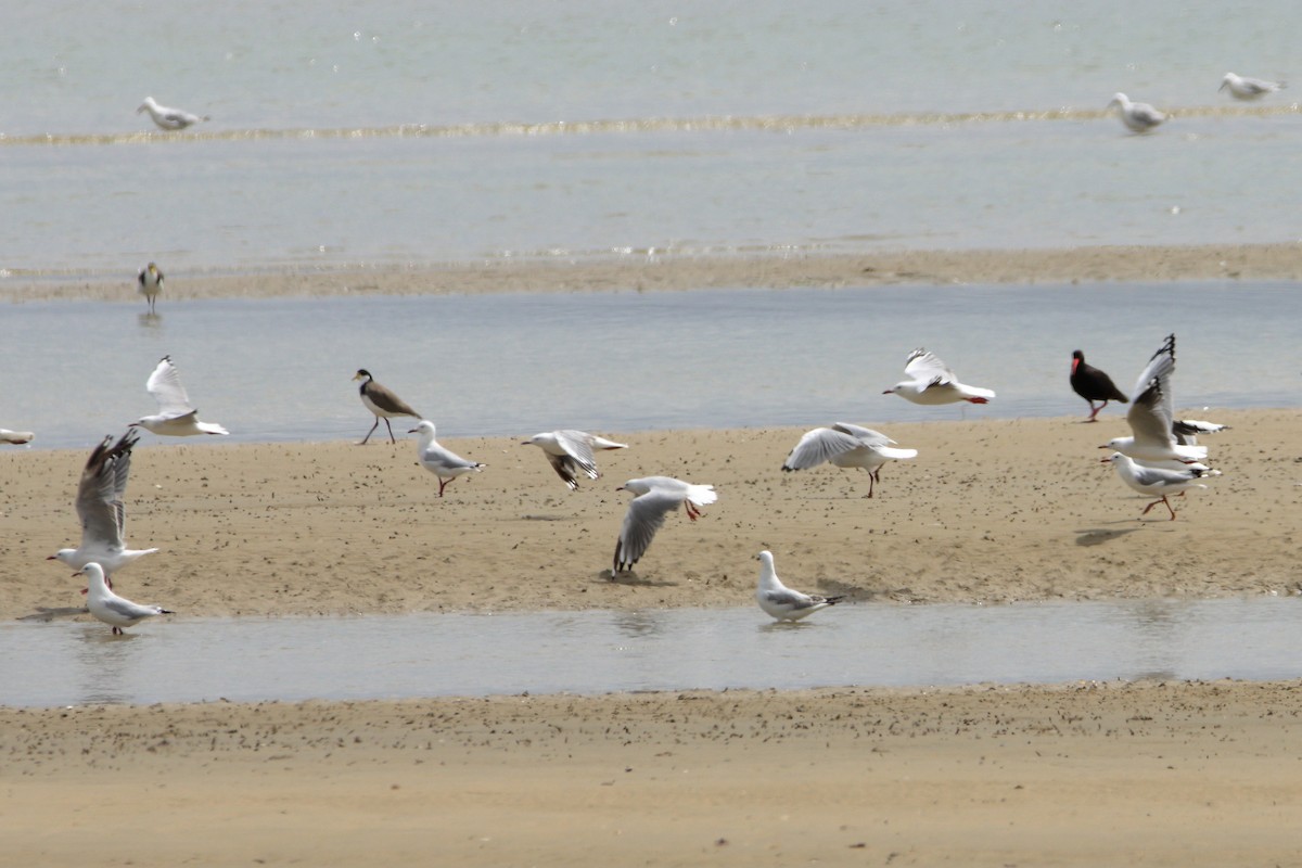 Silver Gull - ML652362887