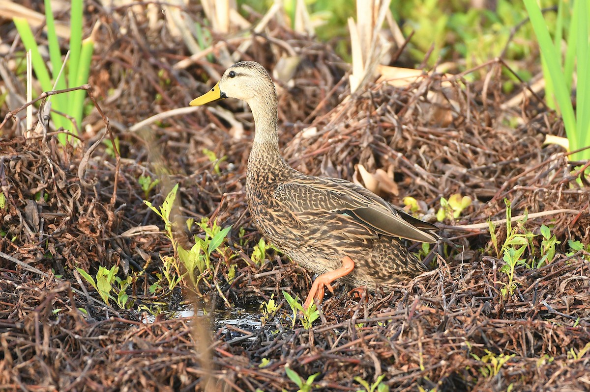 Mottled Duck - ML652362888