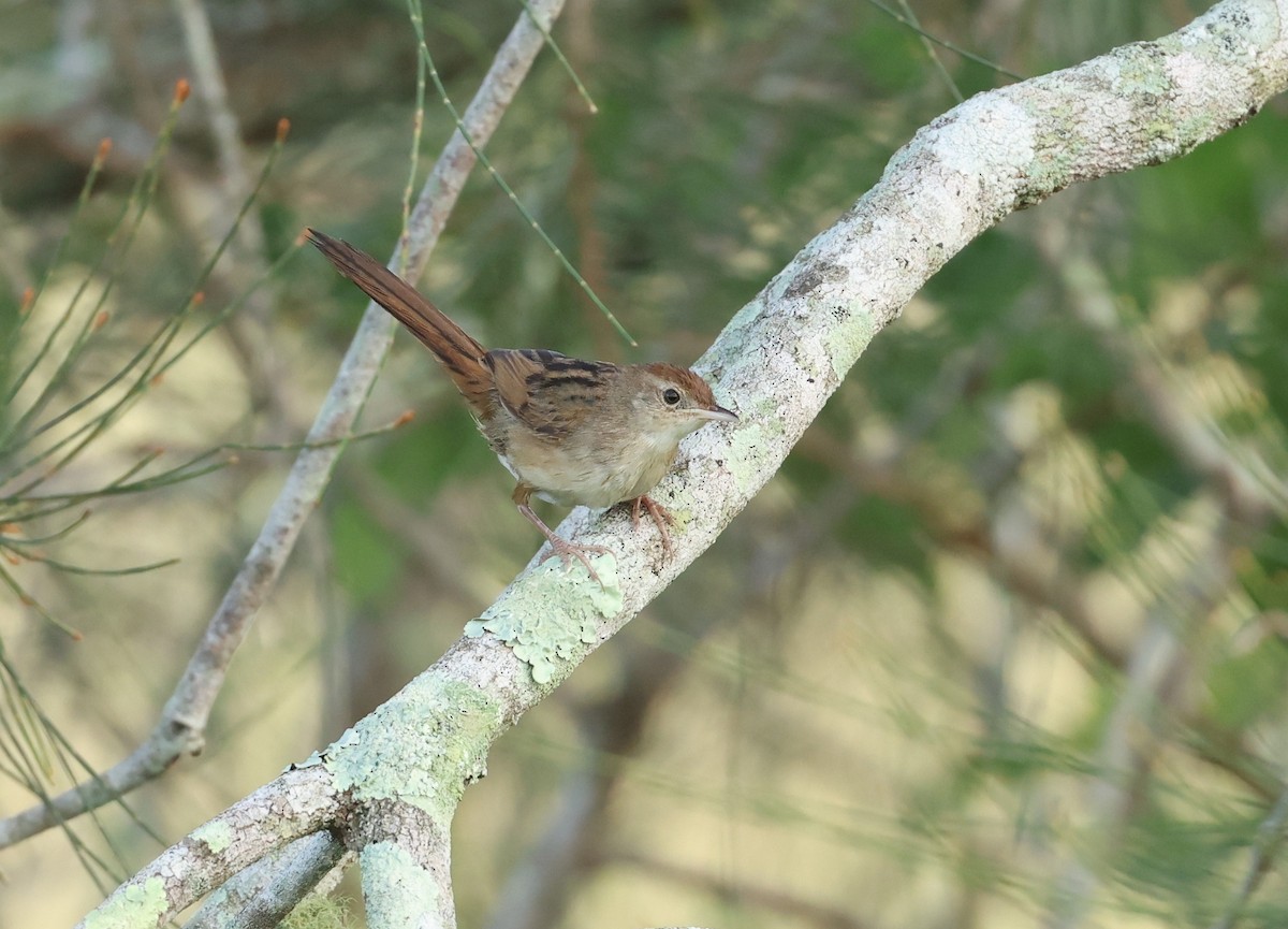 Tawny Grassbird - ML652362892