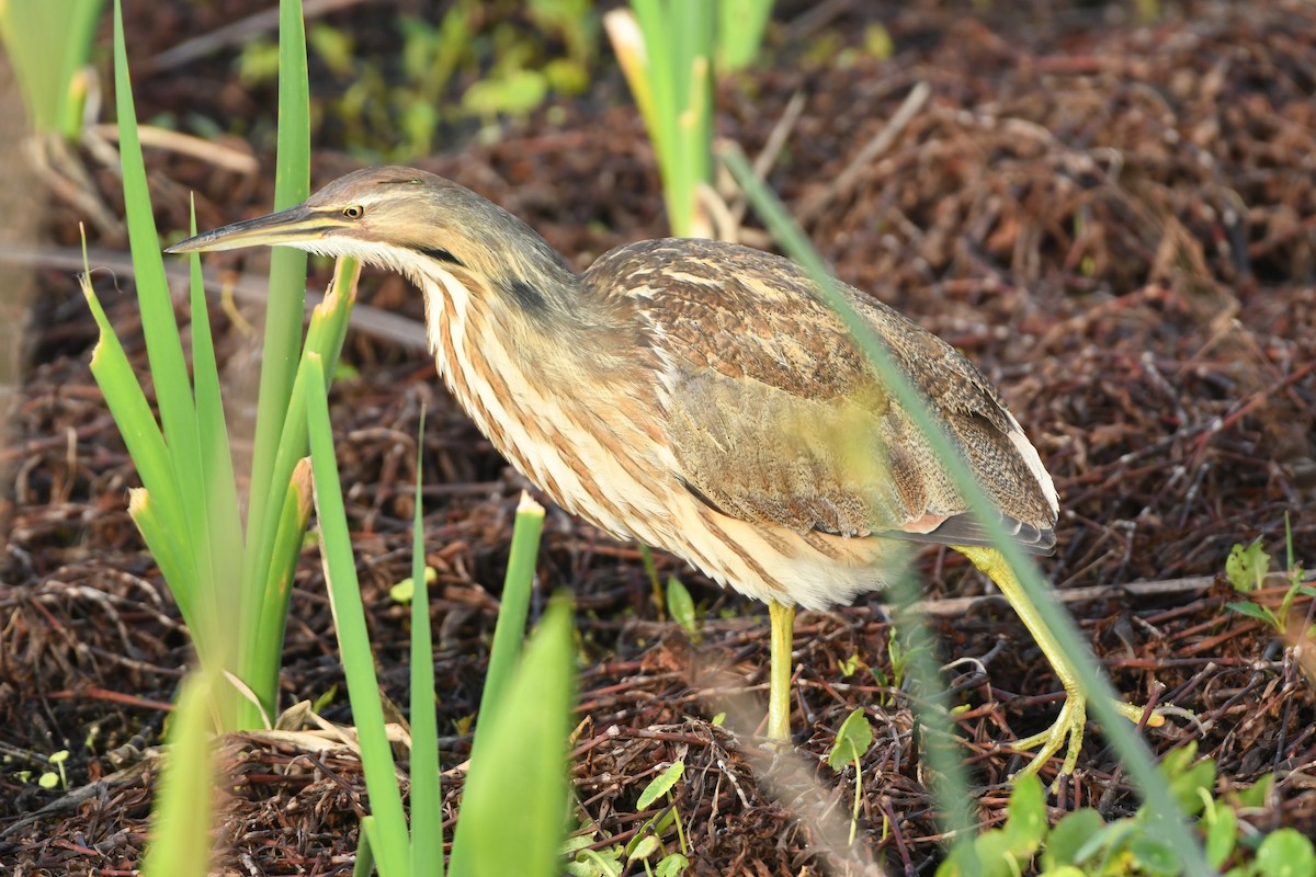 American Bittern - ML652362895