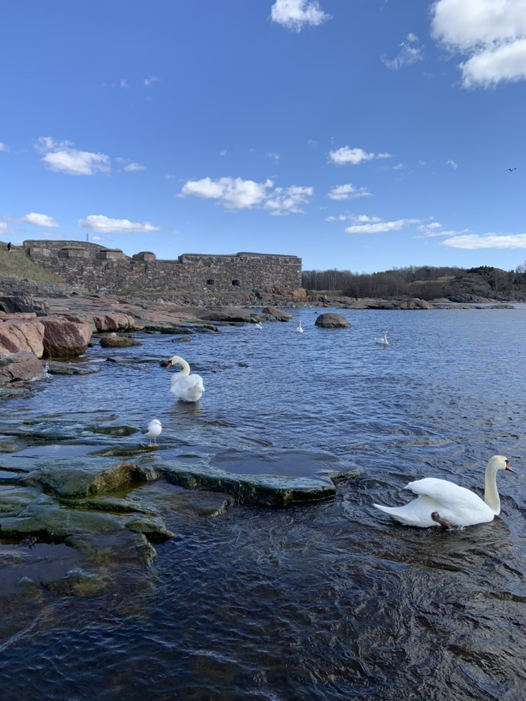 Mute Swan - ML652362896