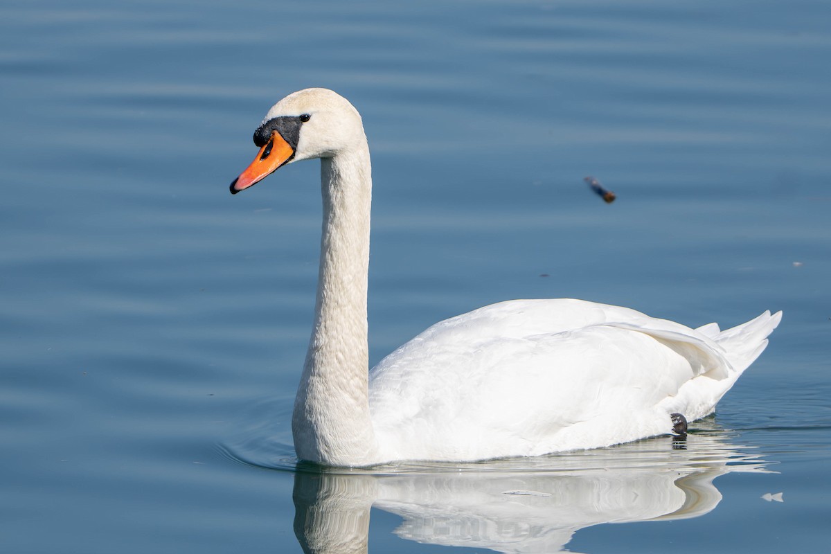 Mute Swan - ML652362897