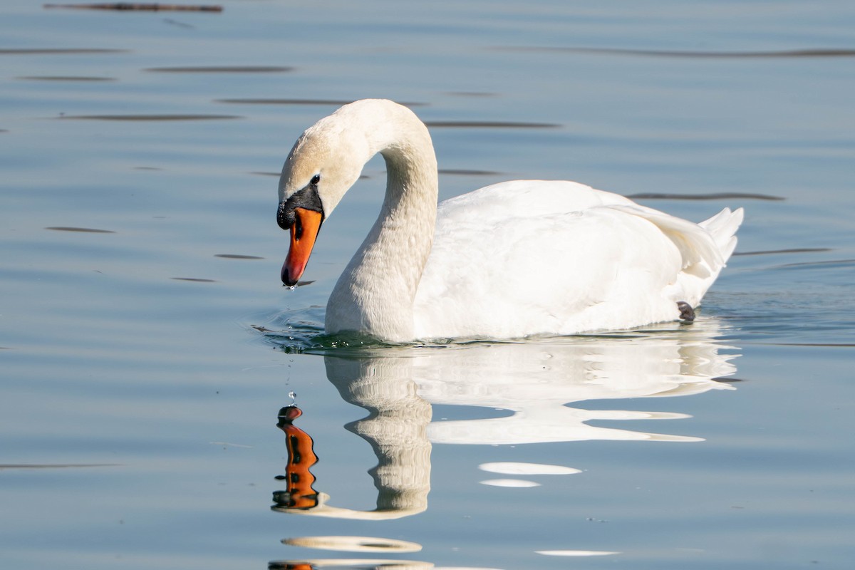 Mute Swan - ML652362898