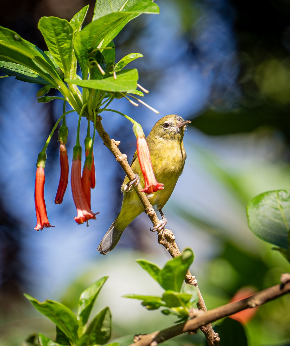 Orange-crowned Warbler - ML652362902